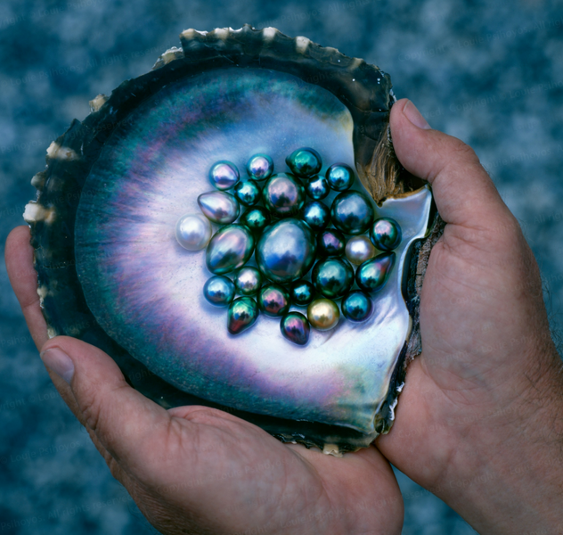 Cultivation of Pearls