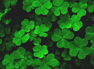 Looks for St. Patrick's Day