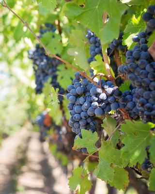 The Goddess Getaway: Napa Harvest Experience
