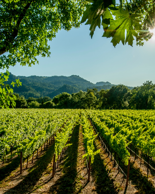 The Goddess Getaway: Napa Harvest Experience