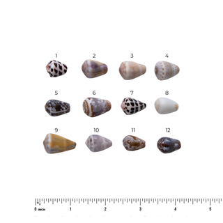 Twelve small cone-shaped seashells arranged in a 3-by-4 grid on a white background, with numbers 1 through 12 above each shell. A 12-inch ruler is shown along the bottom edge for scale.